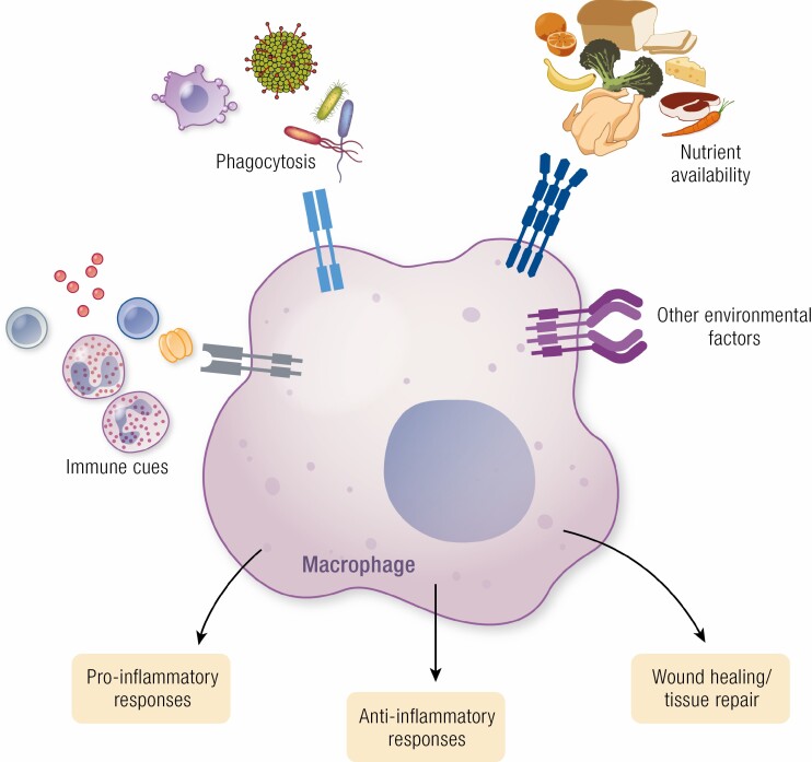 Graphical Abstract