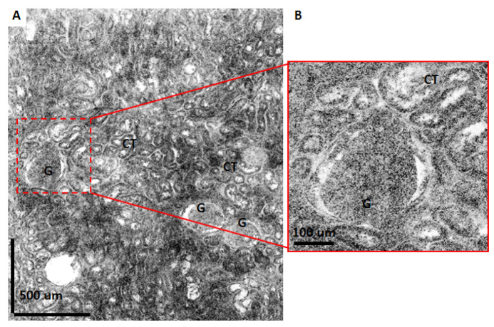 Fig. 9