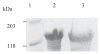 Figure 3)