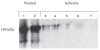 Figure 5)