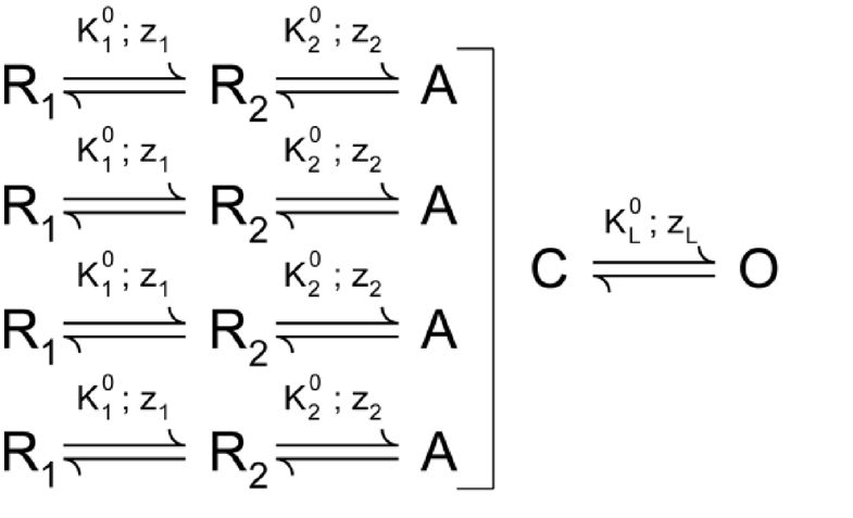 graphic file with name JGP_201110722_Scheme1.jpg