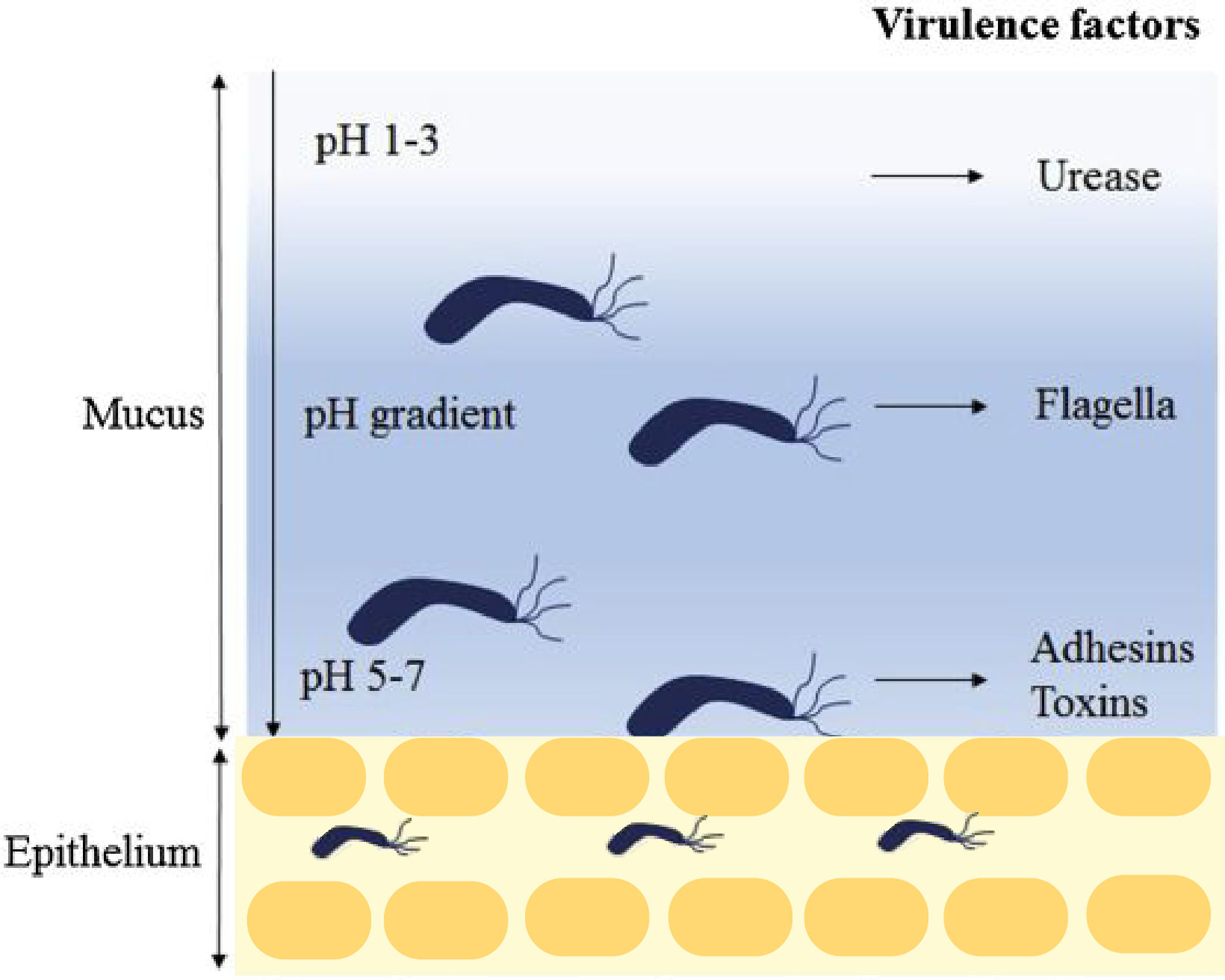 Figure 2: