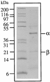 FIG. 1