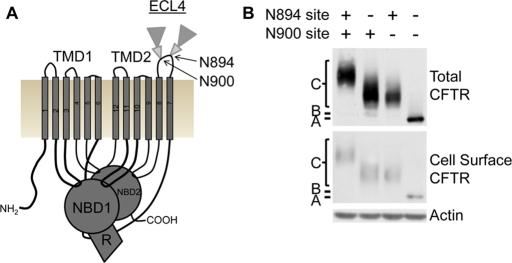 FIGURE 2: