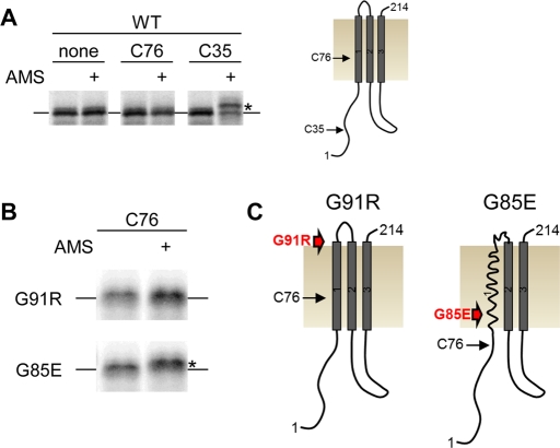 FIGURE 5: