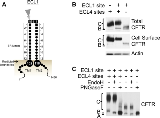 FIGURE 3: