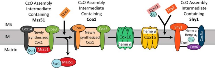 FIGURE 1.