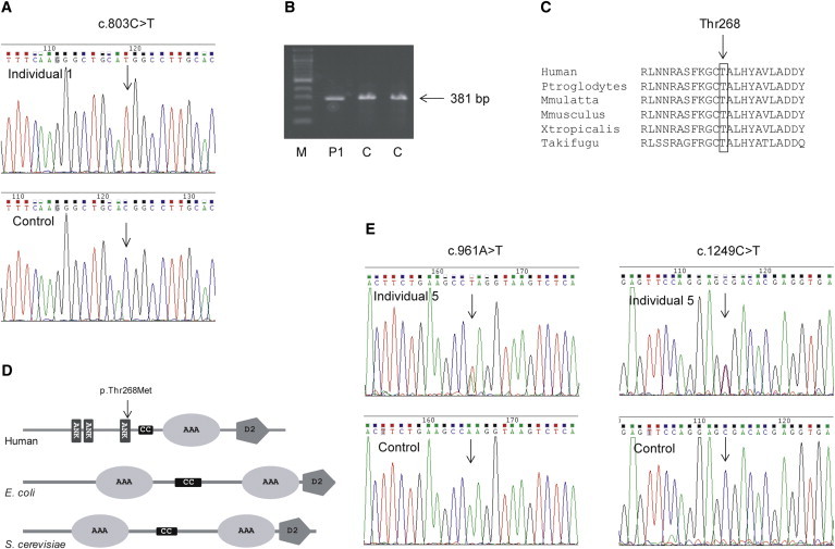 Figure 1