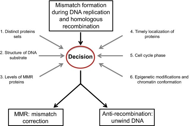 Understanding how mismatch repair proteins participate in the repair ...