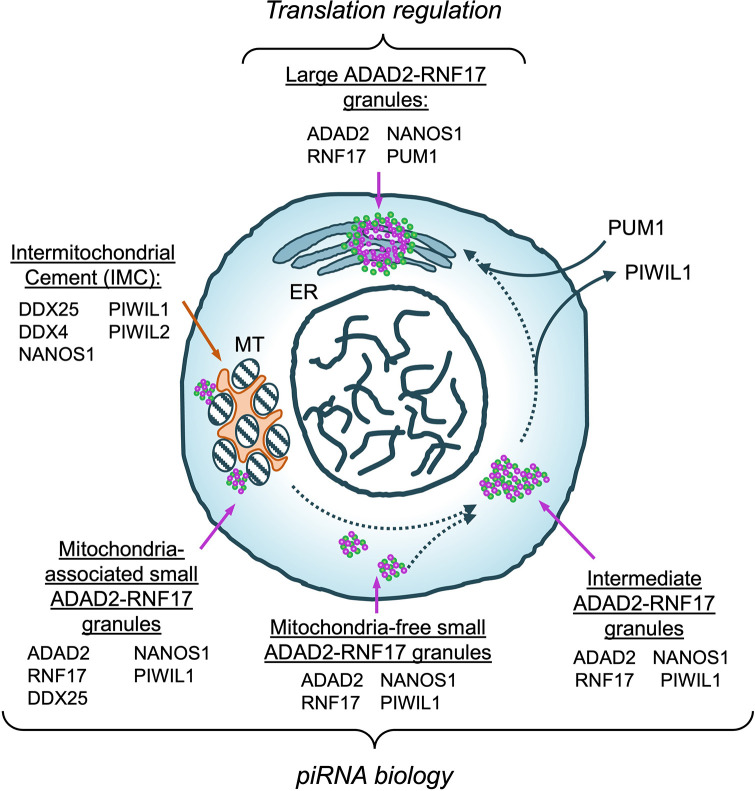 Fig 10