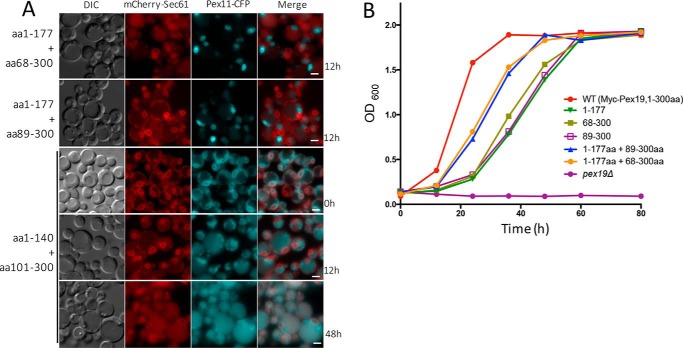 Figure 3.