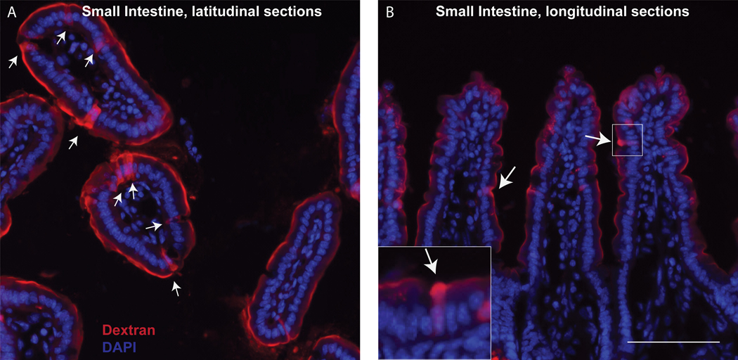 Figure 2: