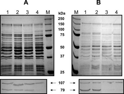 FIG. 5.