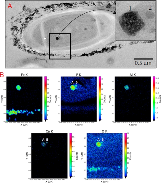 FIG. 6.