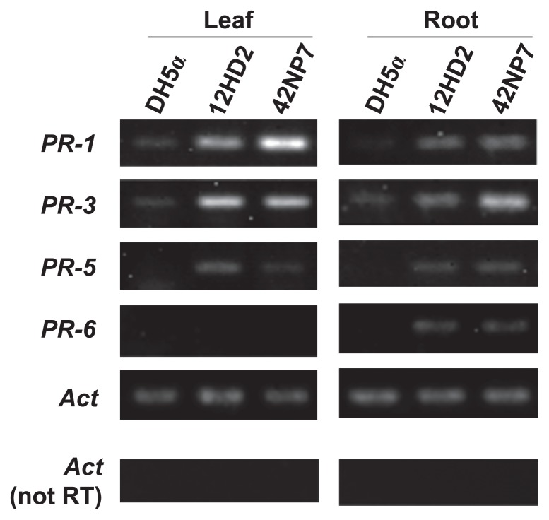 Fig. 8