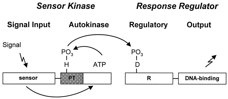 FIG. 1