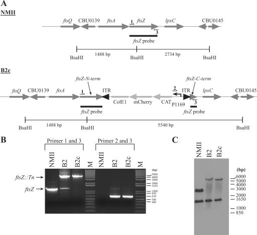 FIG. 2.