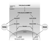 Fig. (1)