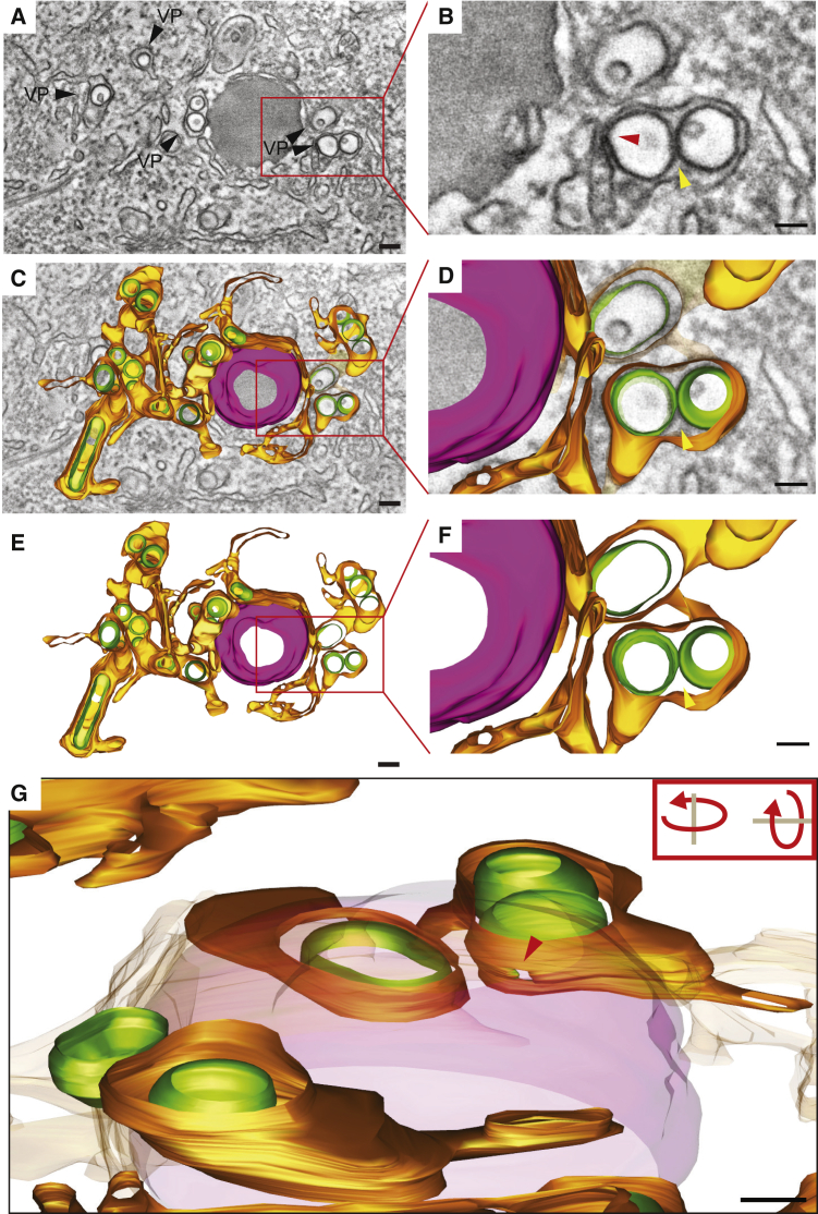 Figure 4