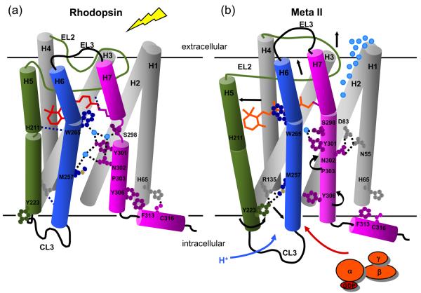 Fig. 8