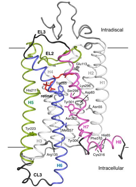 Fig. 1