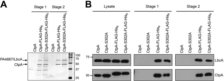 FIG 1 