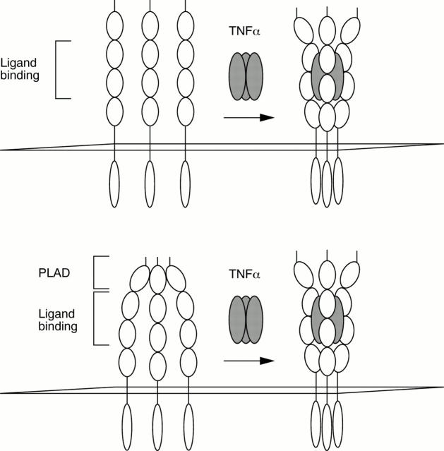 Figure 1  