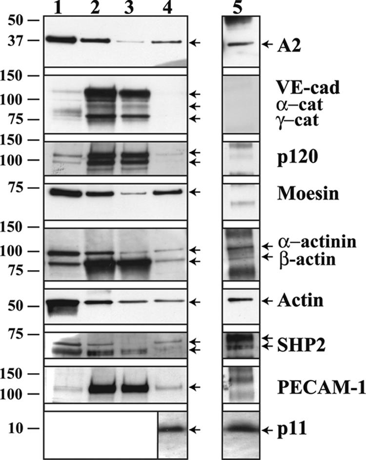 FIG. 8.