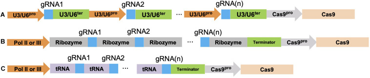 FIGURE 2