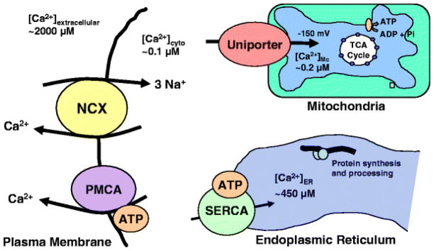 Fig. 7