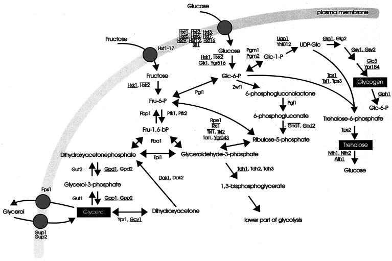 FIG. 11.