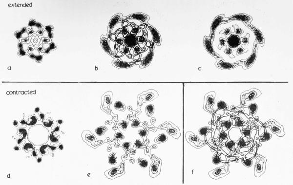 Plate VI