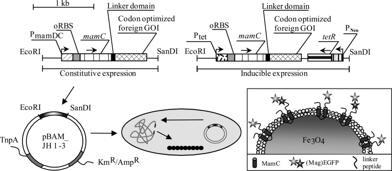 FIG 3