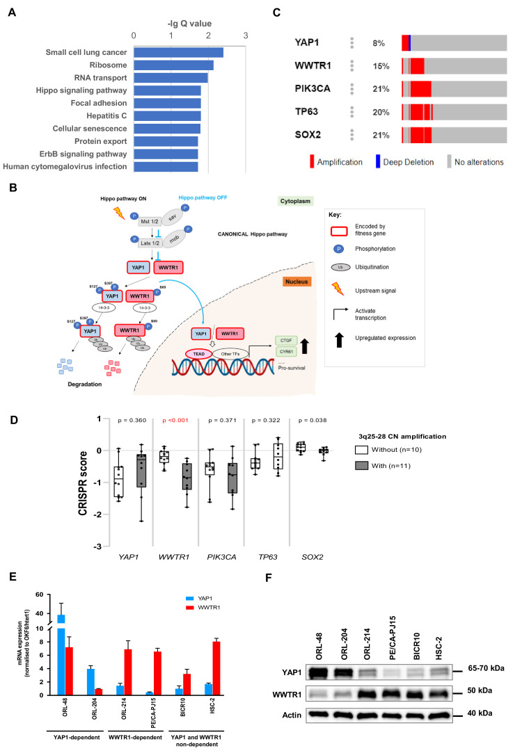 Figure 3—figure supplement 2.