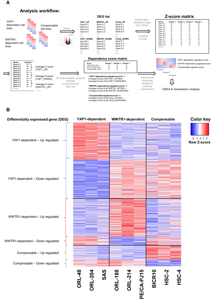 Figure 6—figure supplement 1.