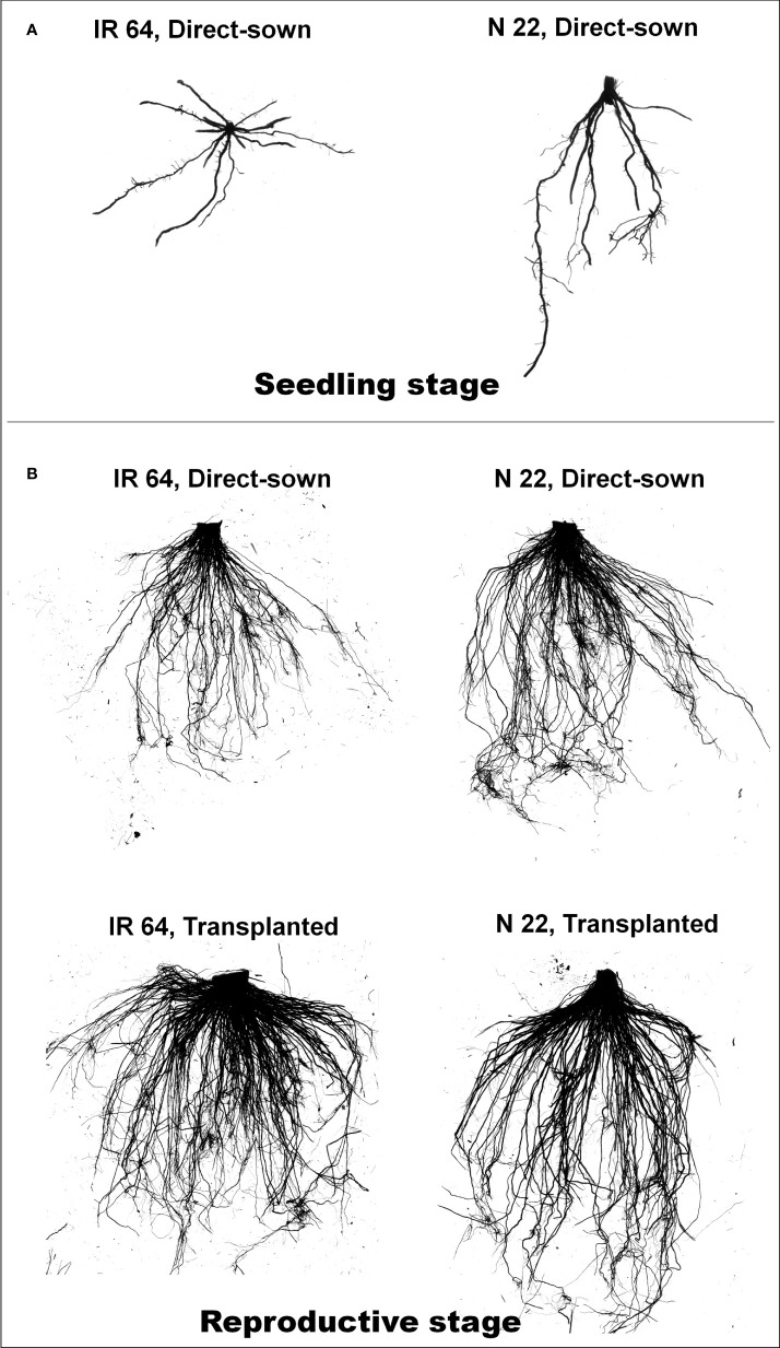 Figure 1