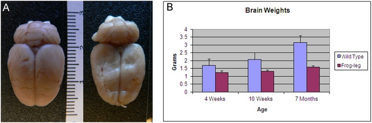 Fig 6