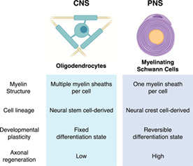 graphic file with name GLIA-70-2237-g001.jpg