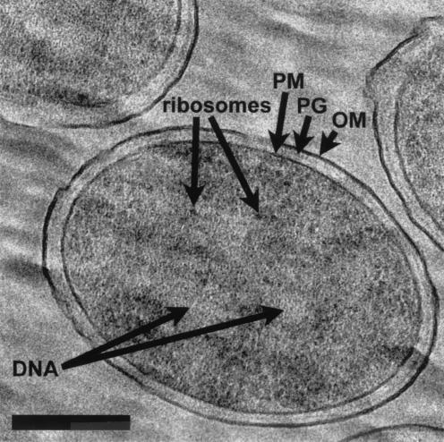 FIG. 5.