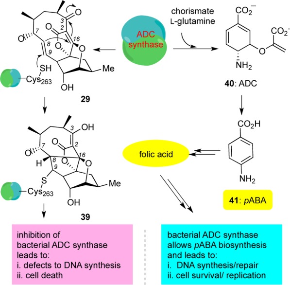 Scheme 3