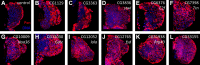 Figure 4—figure supplement 1.