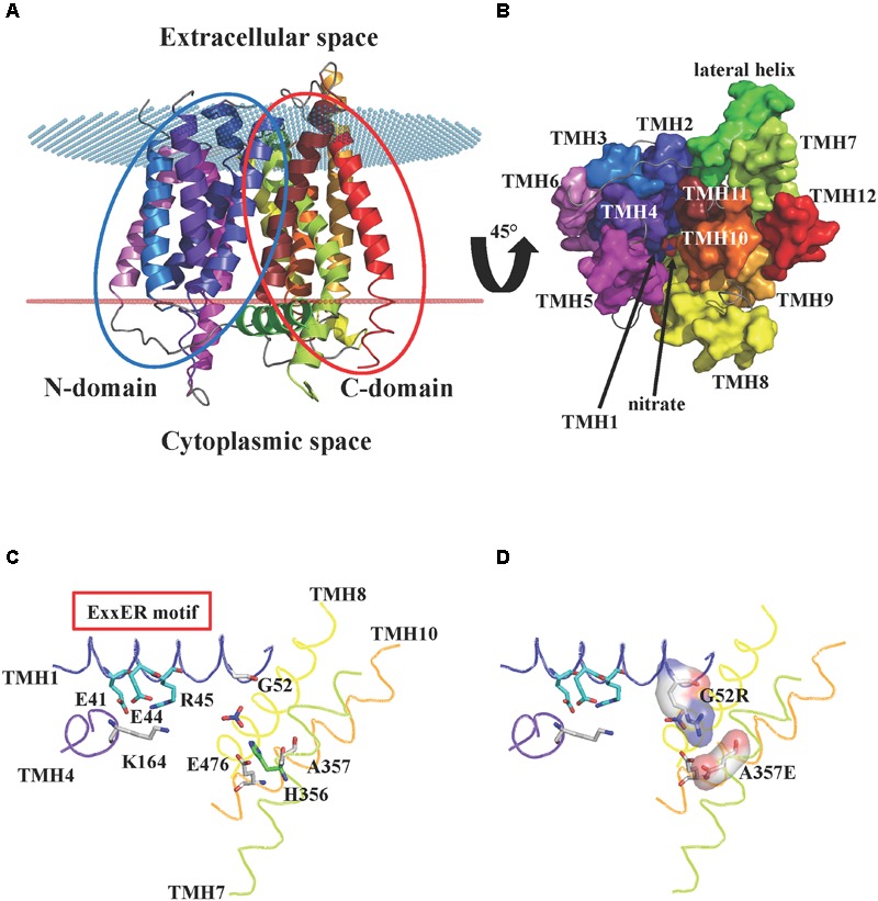 FIGURE 1