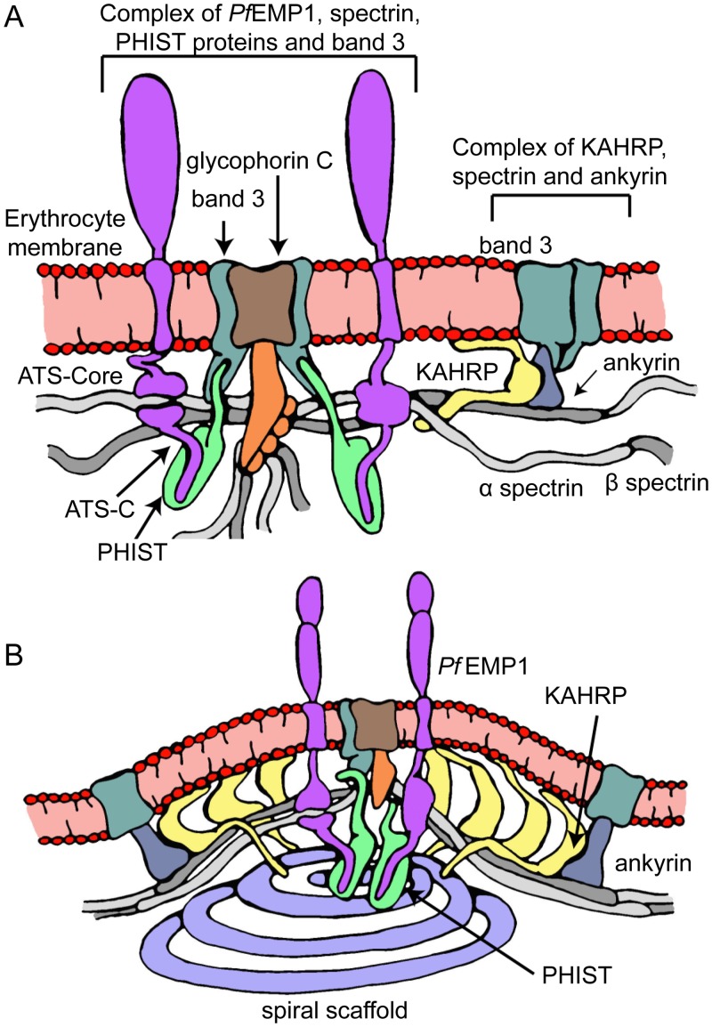 Fig 7