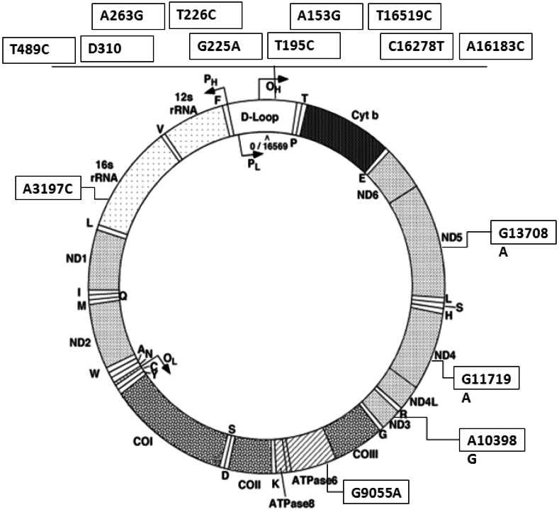 Fig. (1)