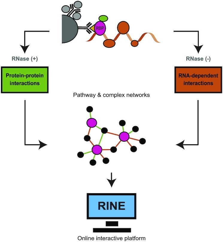 Graphical Abstract