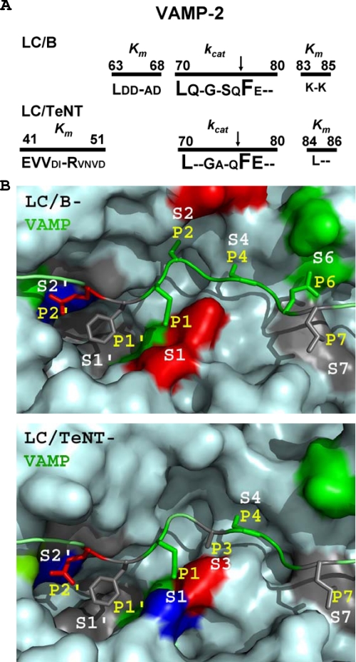 FIGURE 4.