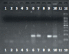 FIGURE 11
