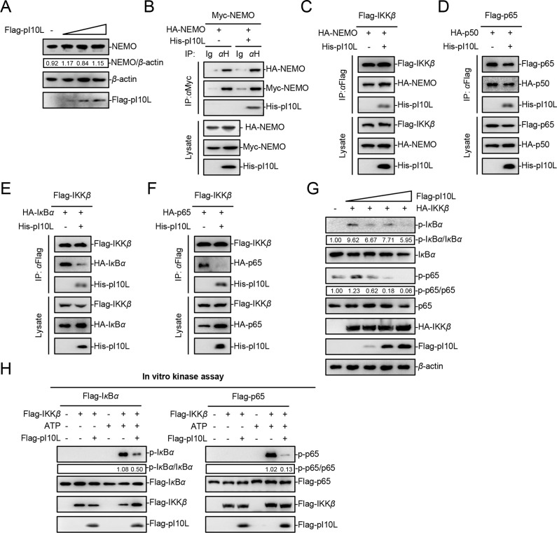 Fig 6