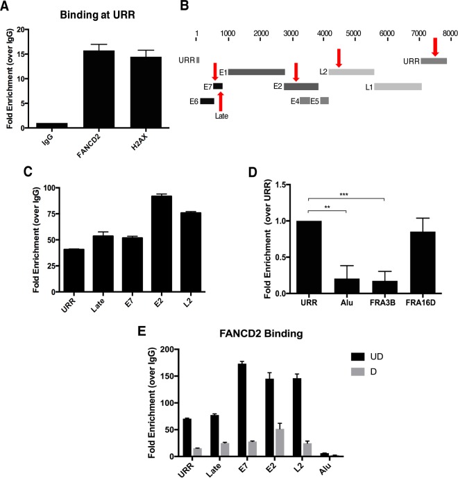 FIG 6 