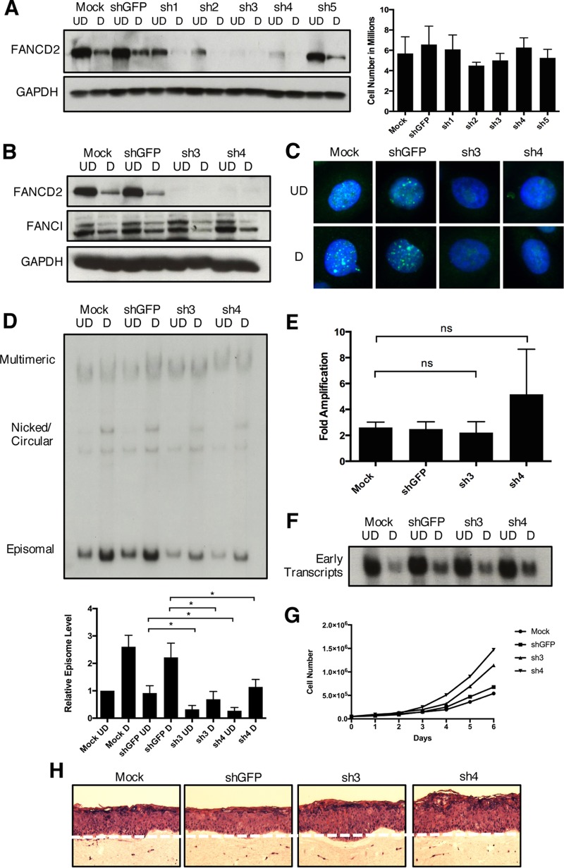 FIG 8 